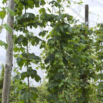 Hops growing up poles at the Eden Project
